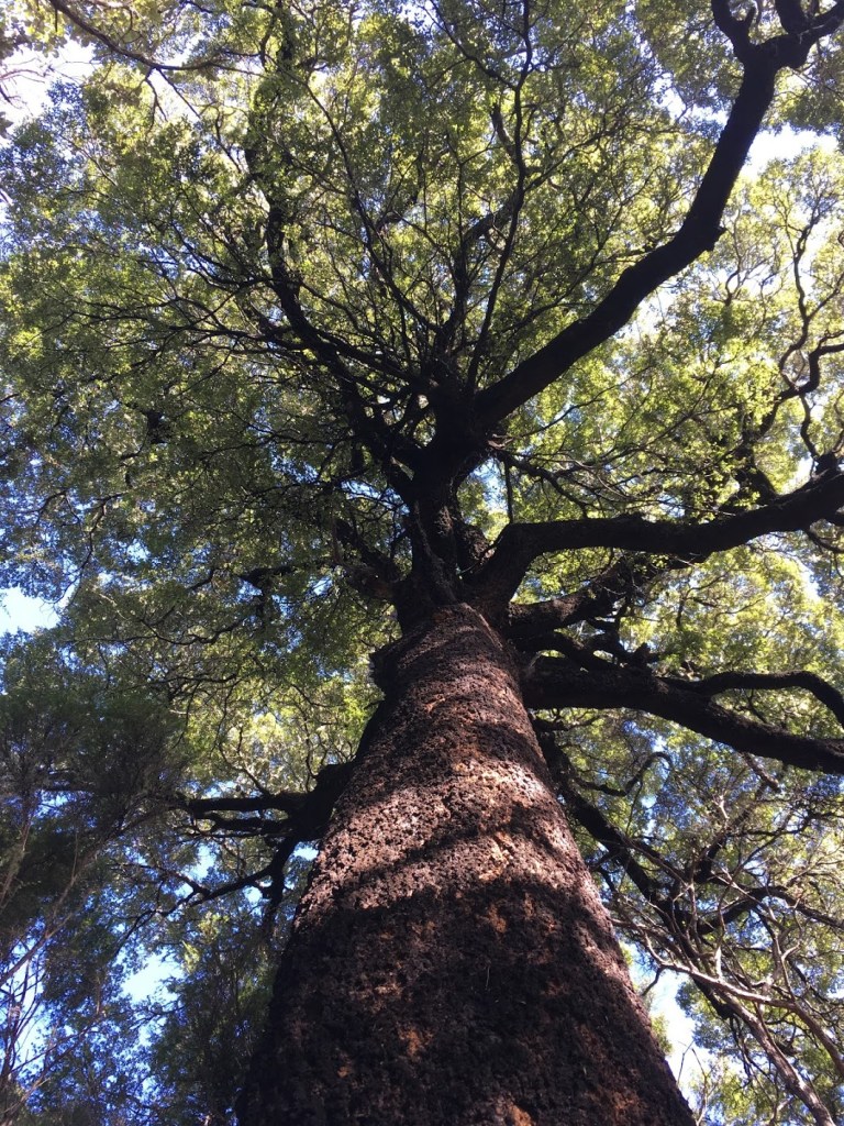 Lebenslauf mit kontnuierlicher Wissenserweiterung und Weiterbildung